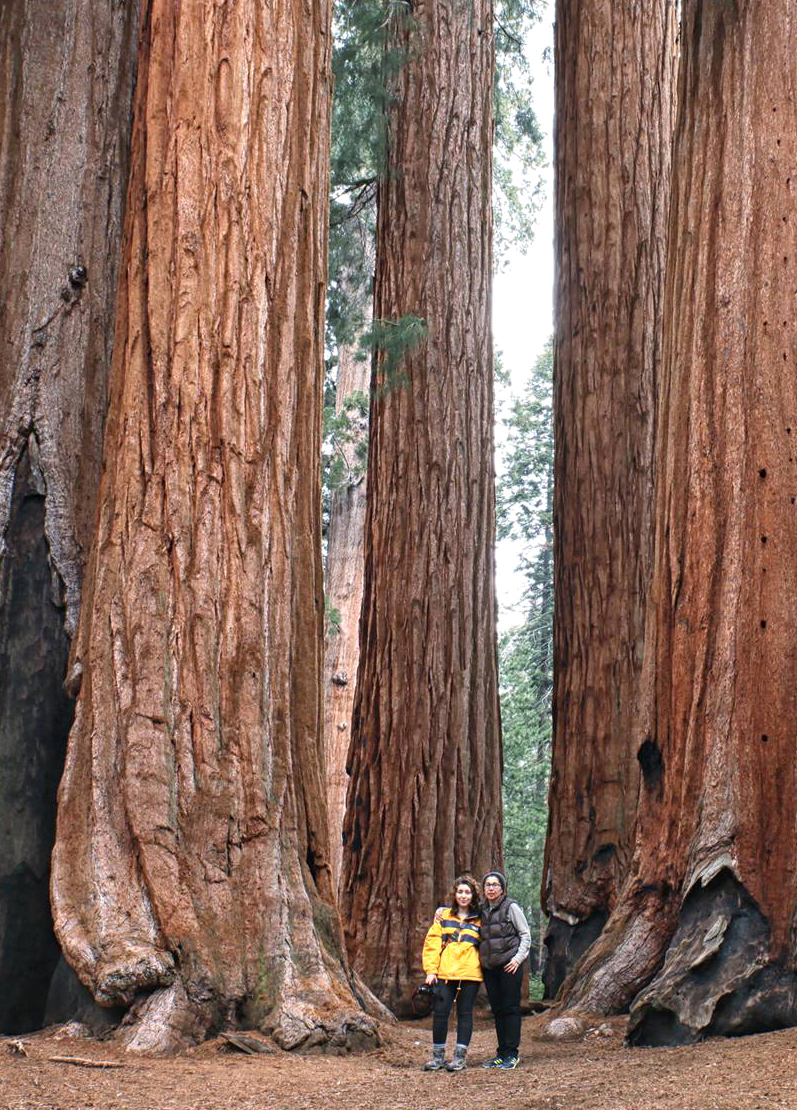 noushin-sequoia-np-crop-b